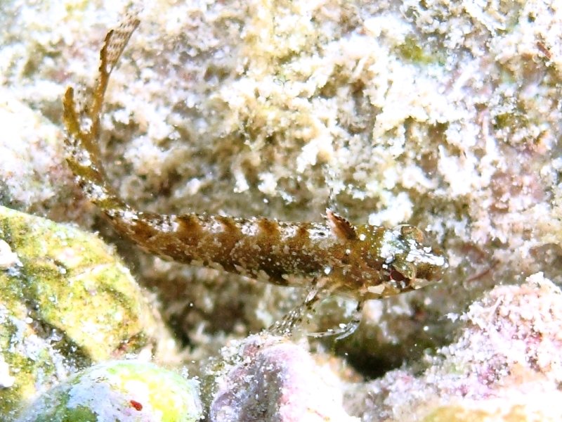 Clinitrachus argentatus (Bavosella d''alga)